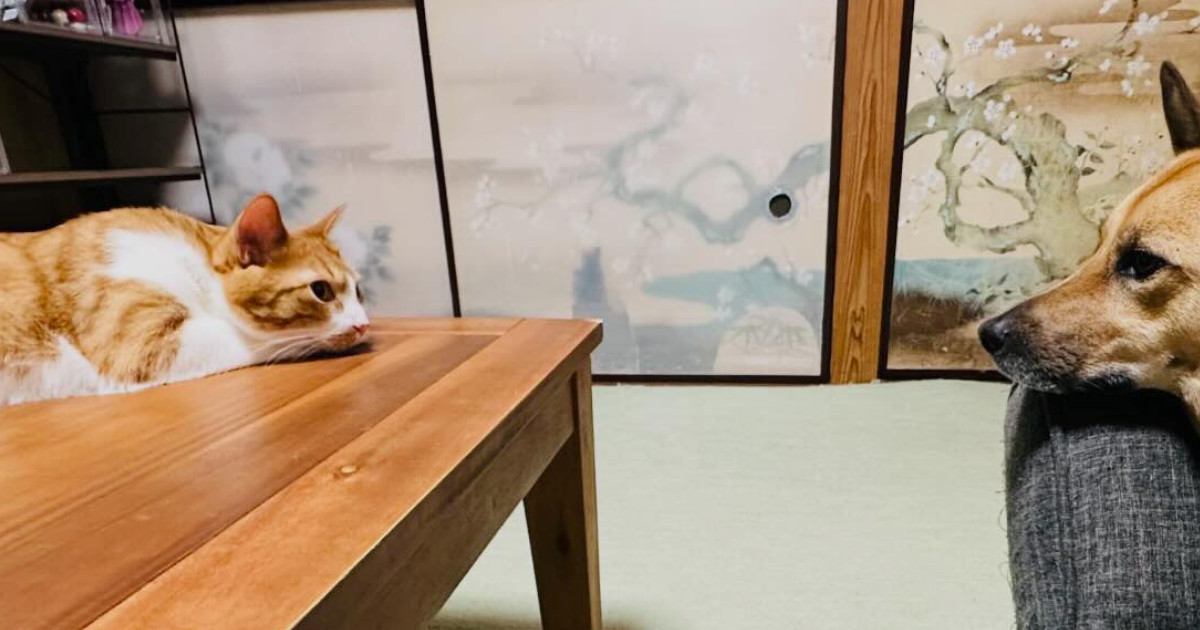 すぐそばでくつろぐ犬と猫、じっと見つめあっていると、次の瞬間…『尊すぎる光景』にほっこりする人が続出「平和な世界」「相打ちかな」