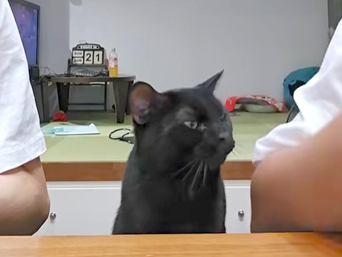 夜ご飯にサーモンを出したら、黒猫が間に座ってきて…思った以上に圧を感じる『まさかの光景』が11万再生「撫でられたあとのは？って顔ｗ」