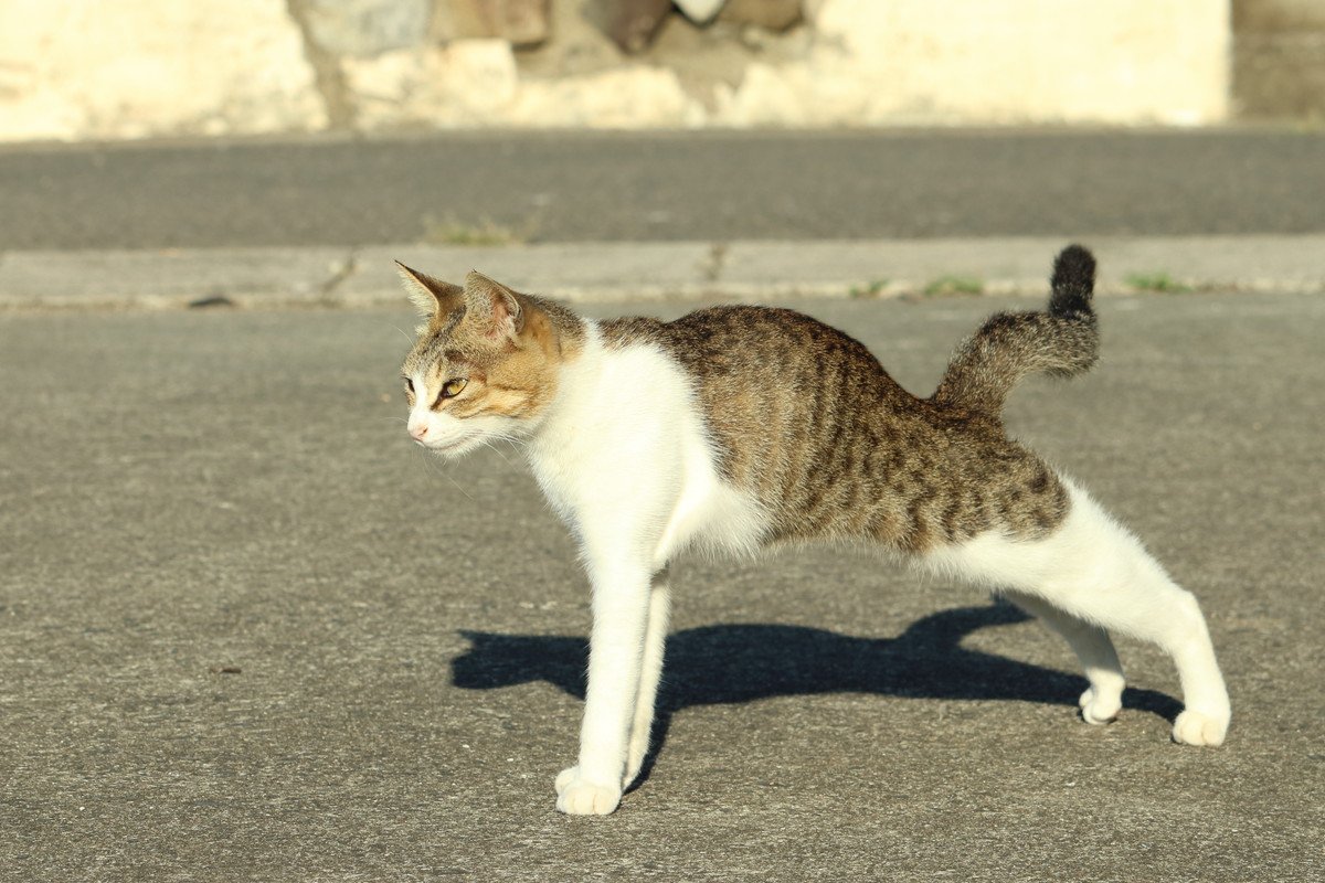 猫がんんー！と『体を伸ばしながら歩く』5つの理由　健康のため？落ち着かないから？