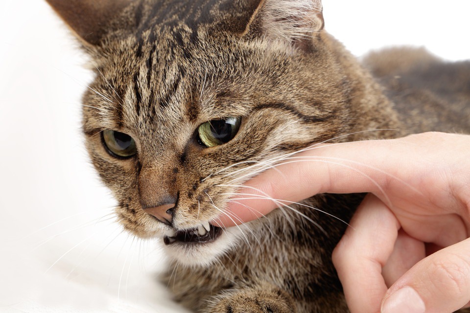 猫がよだれを垂らす原因と考えられる病気や対処法