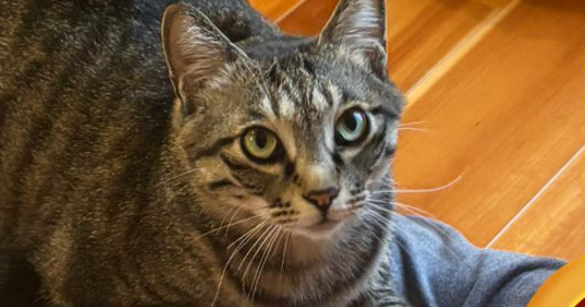 お母さんが『腹筋』をしていたら、猫がそばにやって来て…笑ってしまう瞬間に１万いいね「体幹がにゃ～」「真面目にやるしかないｗ」