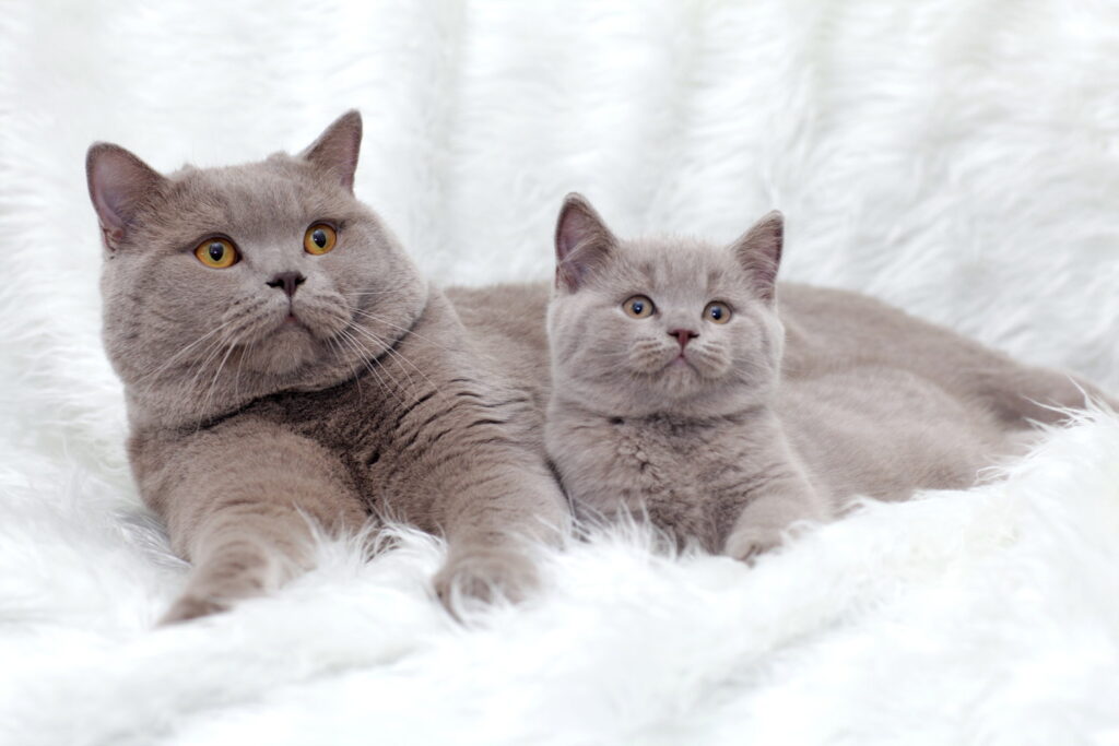 【獣医師監修】ブリティッシュショートヘアってどんな猫？特徴や性格から飼う前の注意点・価格相場まで徹底解説