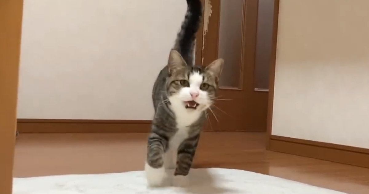 遠くのほうにいる猫の名前を呼んでみると、鳴き声が…『たまらなく可愛い光景』が162万再生「信頼感が伝わる」「幸せすぎるなぁ」