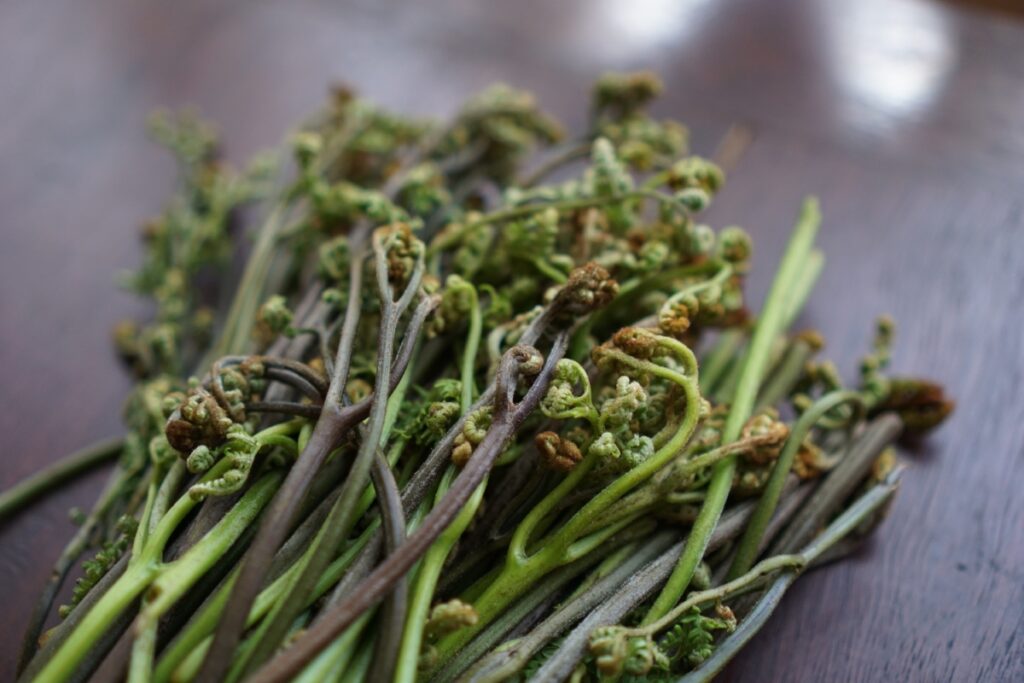 【獣医師監修】猫がわらびを食べるのは絶対NG！危険な理由と中毒症状、誤食時の対処法まで徹底解説