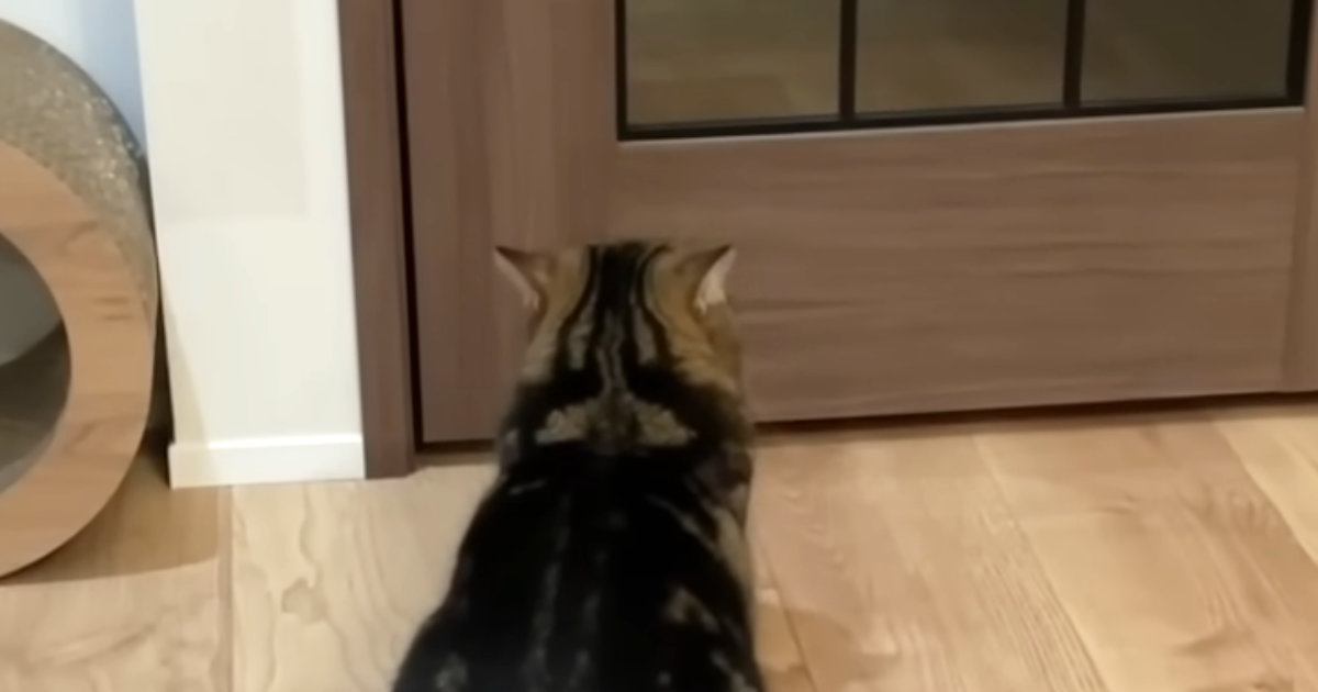 大好きなパパの帰りを『待ちわびる猫』→帰ってくると……可愛すぎる行動に癒される人が続出「すごく分かりやすいｗ」「健気で愛おしいね」