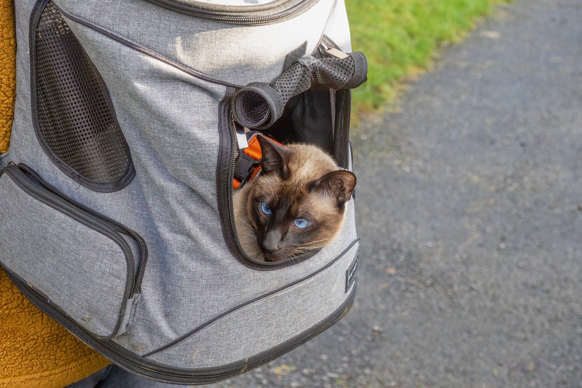 「旅はいつでも愛猫と一緒」　英国の夫婦は、猫との冒険を満喫中