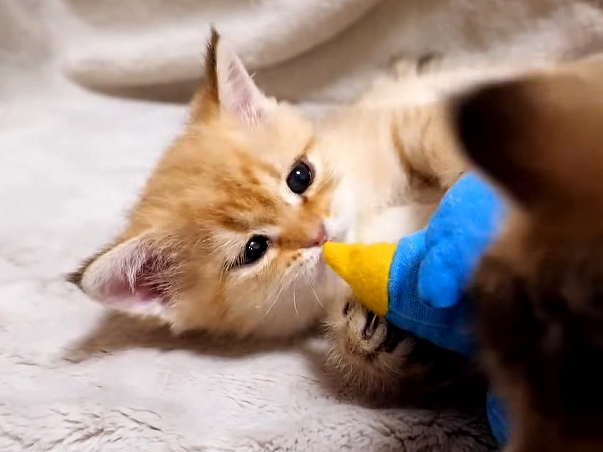 寝転がってくつろいでいる"赤ちゃん猫たち"→そっと起き上がらせてみると…「いつまでも見ていられる」「可愛すぎる」と癒される人が続出