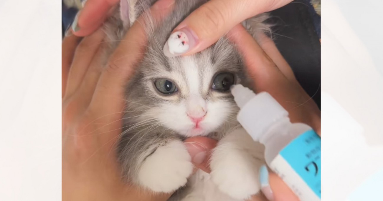 イヤイヤ目薬を差された子猫→終わった瞬間に…あまりにも可愛すぎる『復讐』が548万再生「変な声出そうになった」「赤ちゃんのようだ」