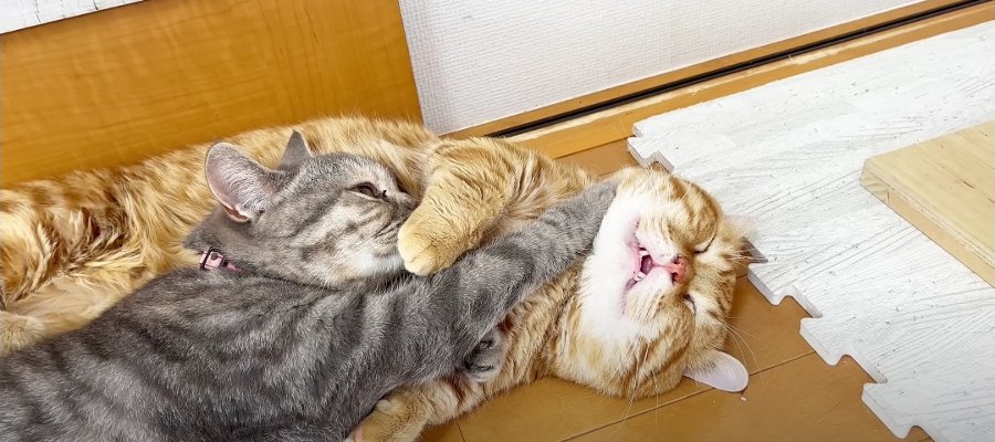 全然起きない兄猫を起こしちゃおう♪妹猫が試す3つの秘策とは！？