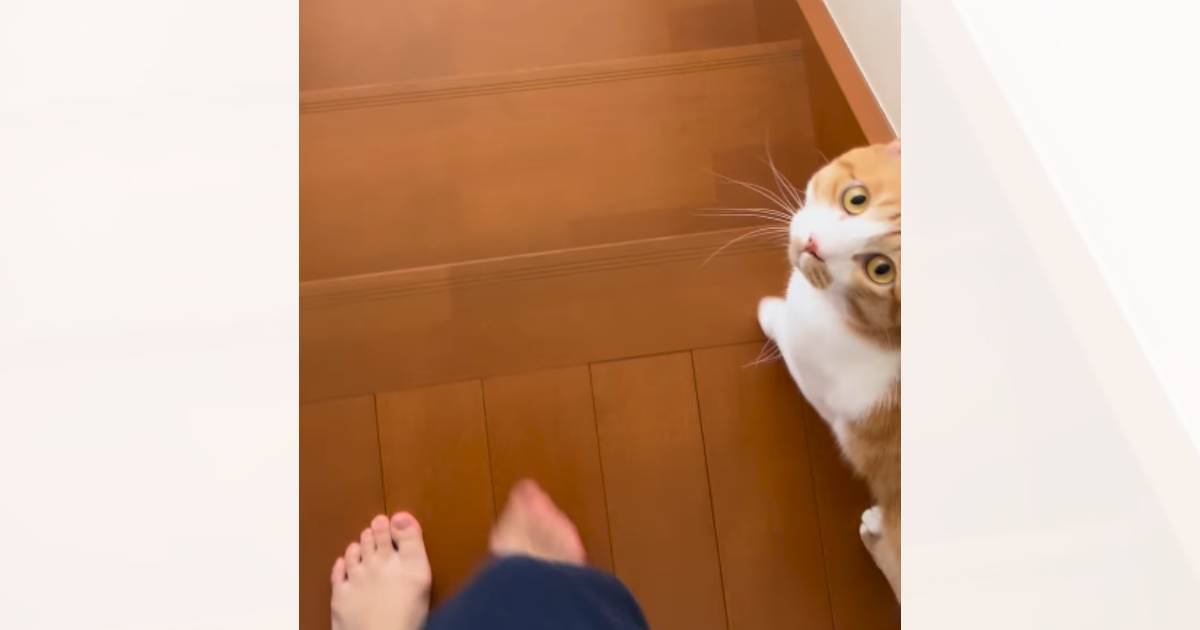 一緒に階段を降りようとする猫に『イタズラ』を仕掛けてみたら…可愛すぎるリアクションが37万再生「大好きなんだね」「視線が愛おしい」