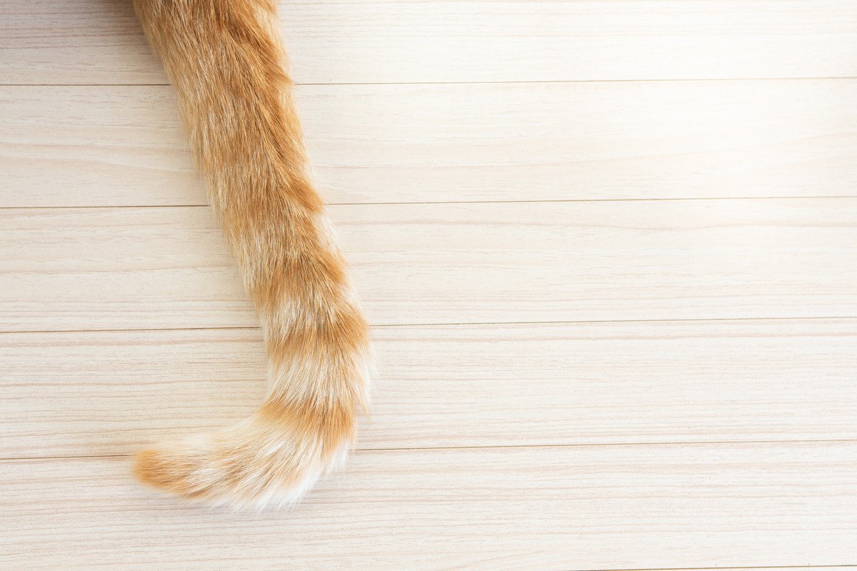 猫の『しっぽ』が持つ3つの大切な役割　どうしてあんなに自由自在に動くの？