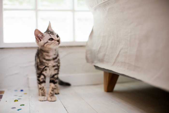 子猫がご飯を食べない理由や対処法