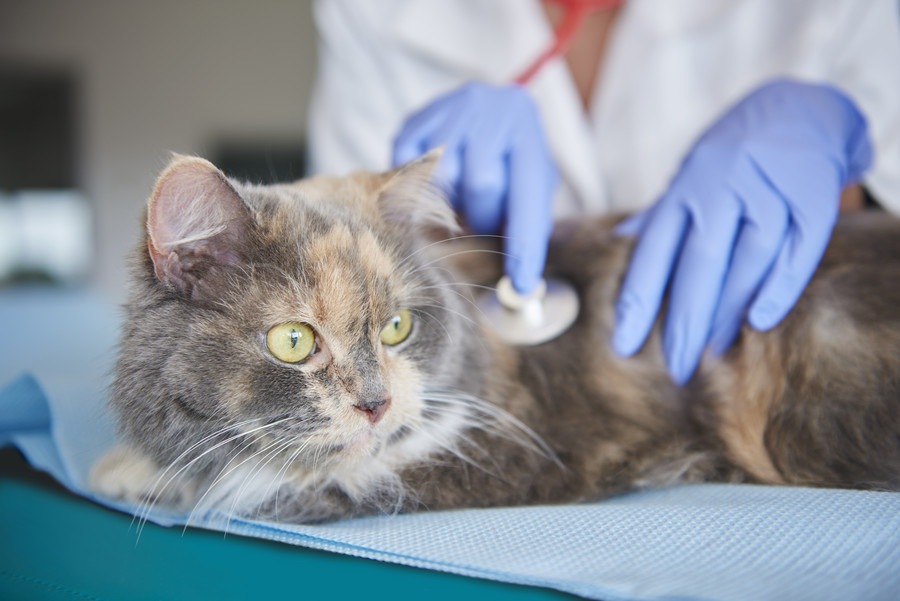 猫が血尿をした時に疑うべき病気