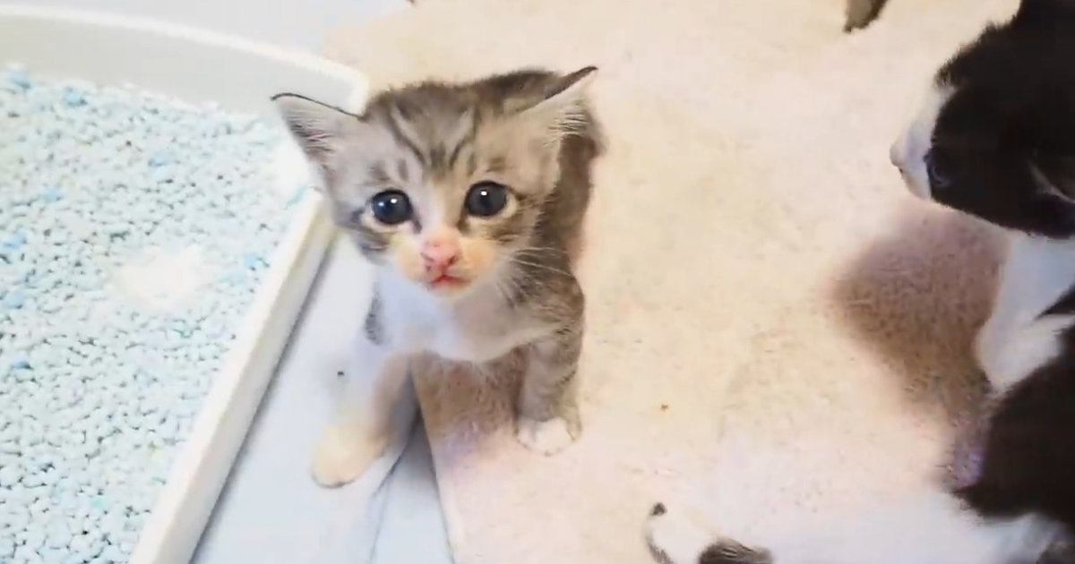 腹ペコの子猫たちが『ミルクの匂い』に気づいた結果…たまらなく可愛い反応に「本当に癒される」「元気いっぱいだねｗ」と11万再生