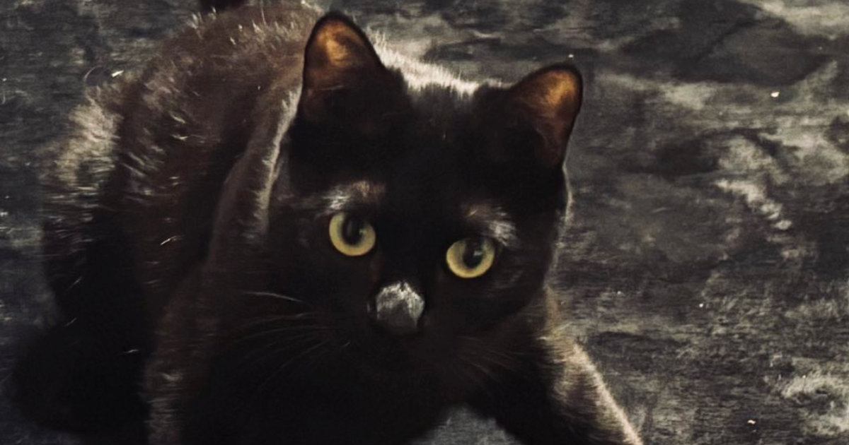 『いま産まれた？』元野良猫が飼い主さんの前で『謎のポーズ』を決めて…尊すぎる瞬間に５万いいねの反響「かわいいぃいい」「野生のポケモン」