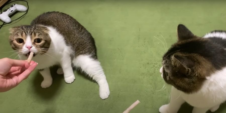 おやつで豹変したパパ猫にショックを受ける子猫