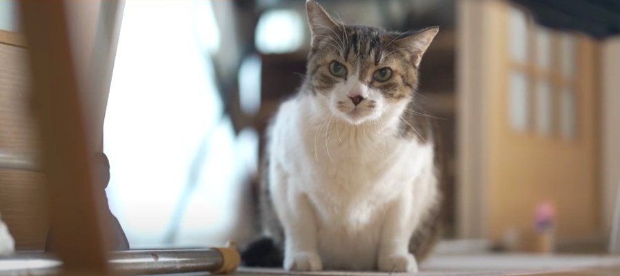 目があって緊迫する現場！緊張する猫さん同士が鉢合わせて硬直しちゃった…