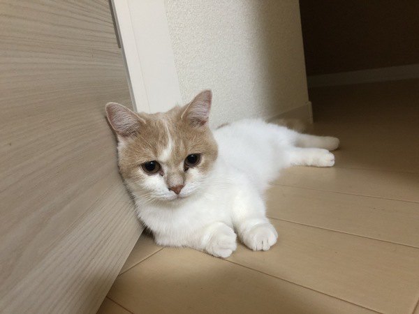 運動が苦手な猫ちゃんを上手く遊ばせるコツとは？