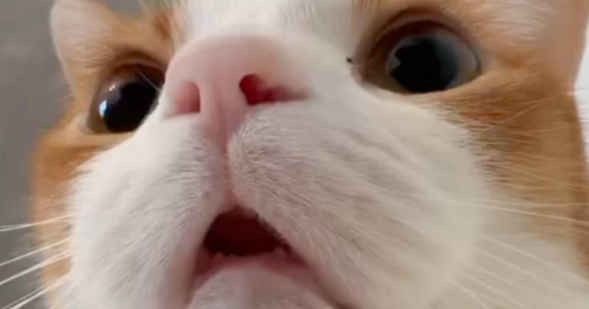 涼しくなってきて『猫がくっついてくる』ようになった結果…起床時の『尊すぎる光景』に3万いいね「可愛くて笑った」「全人類に必要」