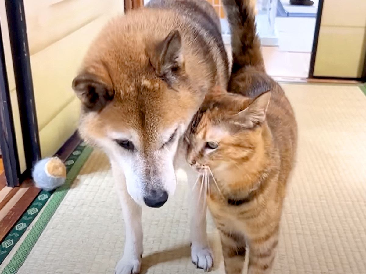 大好きな同居犬が他の部屋に移動したら、ネコが…とんでもなく『尊い光景』に癒される人が続出「甘え方が上手になった」「わんこも嬉しそう」