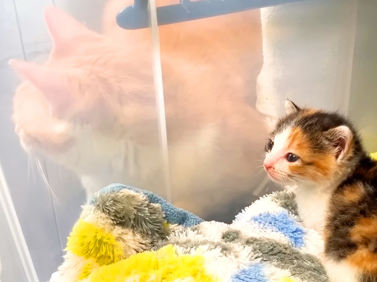 ひとりぼっちで鳴いていた子猫を保護→先輩猫たちがそっと見守って…『愛にあふれた光景』に「優しさが心にしみる」「本当に優しい」と称賛