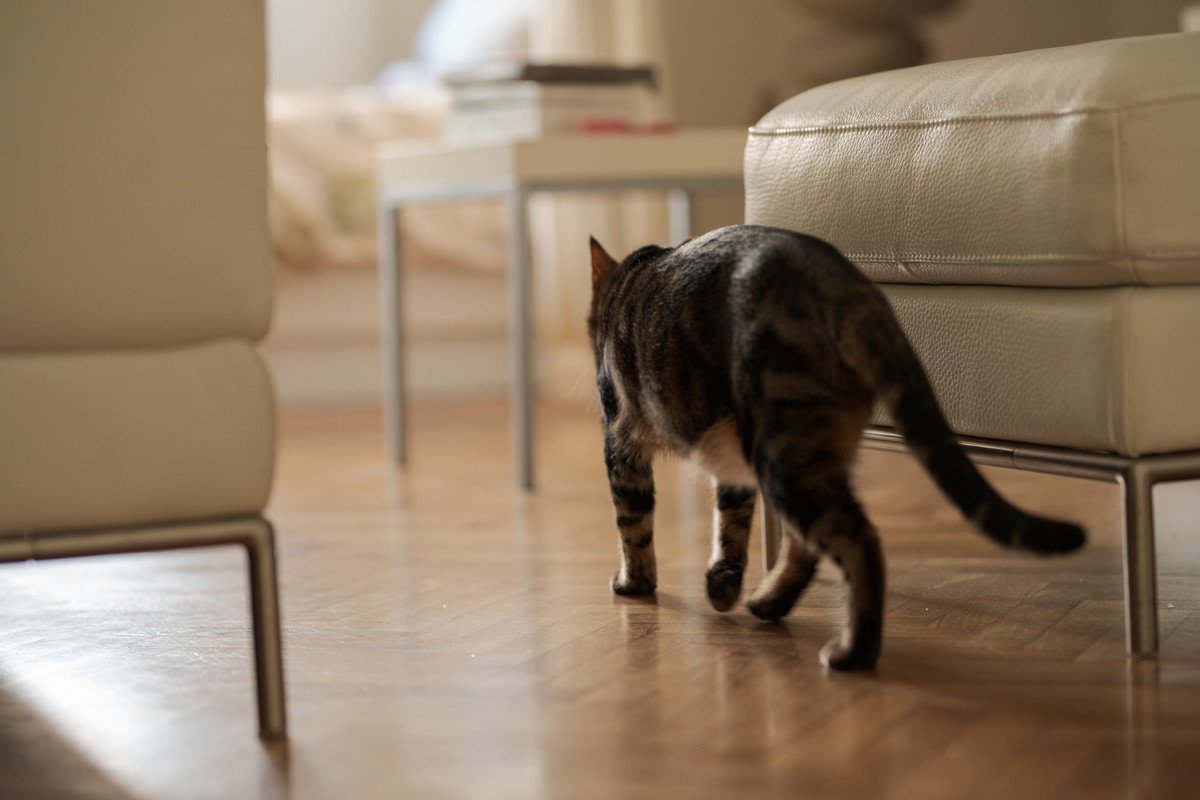 猫の『歩き方』に異常があるときの原因5つ　病気の可能性や確認すべきポイントを解説