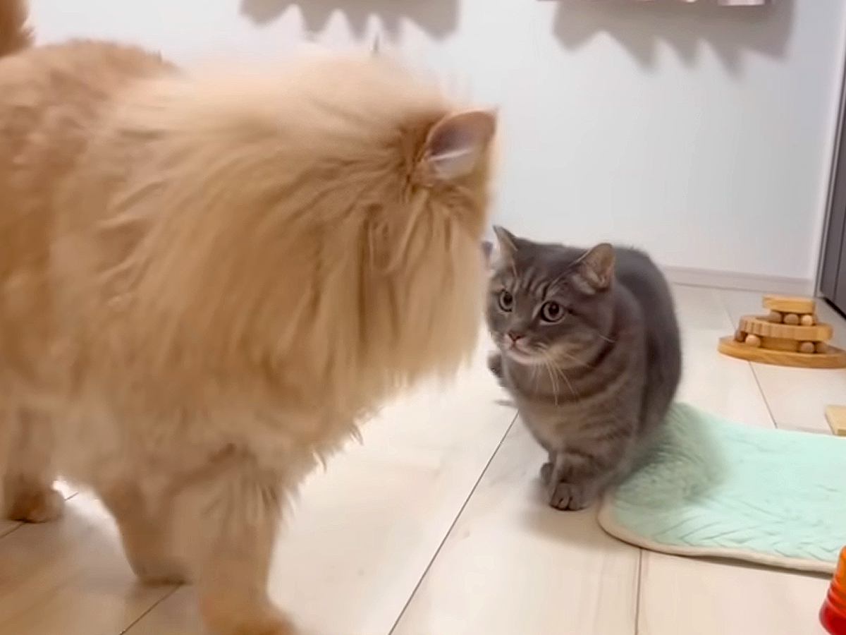 追いかけっこをする２匹のネコ→『噛み逃げ』が起きた結果…思わず笑ってしまう展開が話題「お姉ちゃん強しｗ」「ケンカするほど仲がいい」