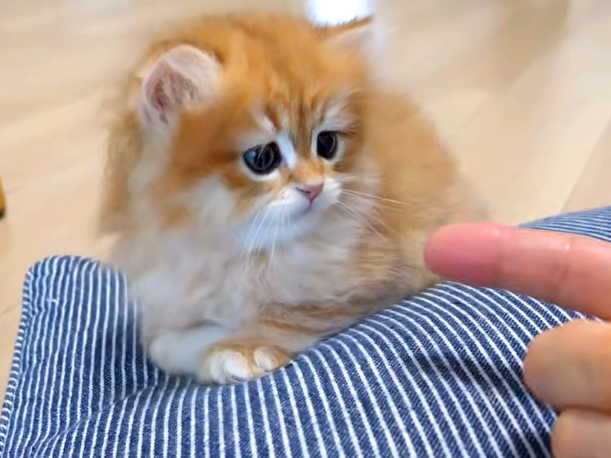 クッションの上にいる子猫を撫でた結果→人間の手にビックリしてしまい…悶絶級に尊い『リアクション』に「心奪われた」「とても愛らしい」の声