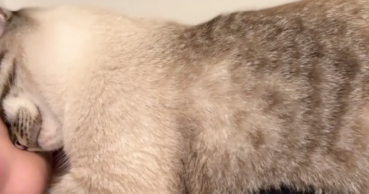 『多分私のことほんとの親だと思ってる』→猫が見せた『まさかの甘え方』に「超絶羨ましすぎる」「あなたが産んだんだよｗ」と4万いいね
