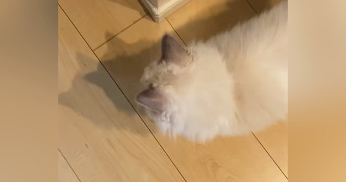 足元にいたラグドールの猫→飼い主さんが『名前を呼んでみる』と……可愛すぎる瞬間が34万再生「相棒みたいで素敵」「綺麗な猫さん」と反響