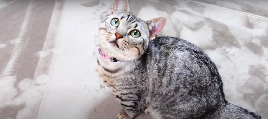 『リスペクトしたいにゃ』マンチカンの先輩猫さんを慕うジェネッタの後輩猫ちゃん♡