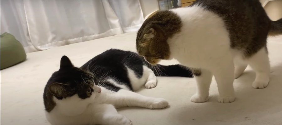 パパ猫さん大好きな息子猫くん！喧嘩ごっこをしたらどっちが勝つ？