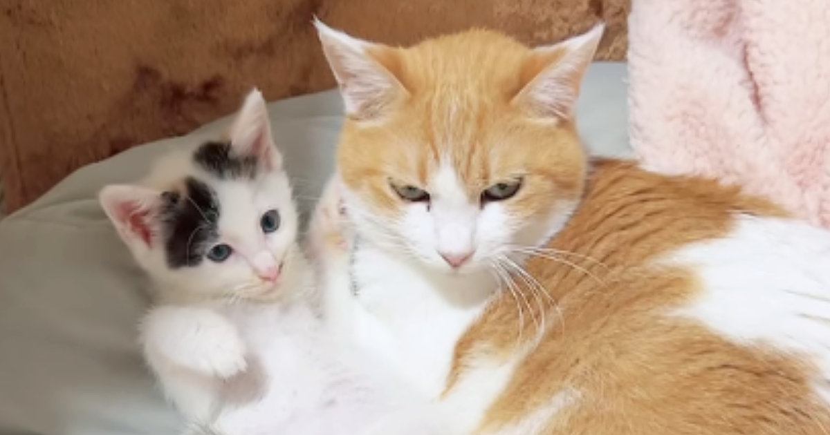 預かり子猫にそっと寄り添っていた先輩猫…まるで本当の親子のような『尊すぎる2匹の様子』に感動の声「優しい世界」「素敵すぎて涙が出る」