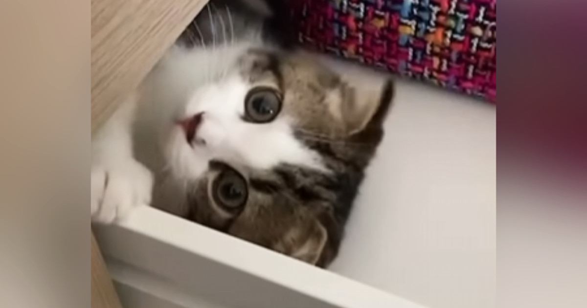 引き出しの中が大好きな子猫→『３年後』、大きく成長した結果…まさかの光景が可愛すぎると189万再生「癒された」「タイムマシンかなｗ」