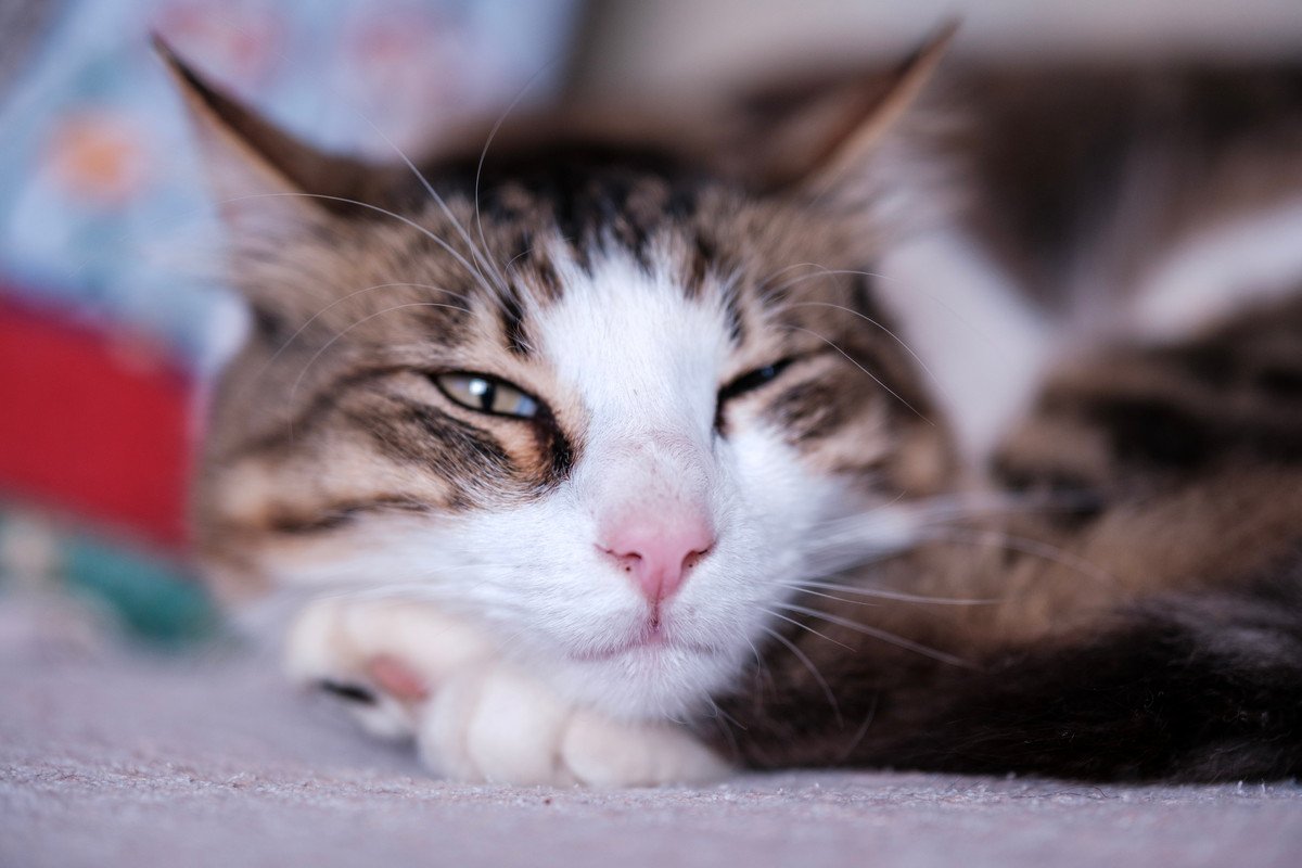 猫が『自分のかわいさを理解してる』と思う行動4つ　あざとく感じる仕草の意味や心理とは