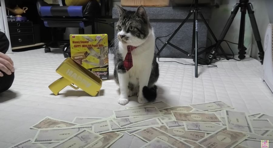 今だけ成金気分？！お金ばらまきマシーンで猫ちゃんと遊ぶ