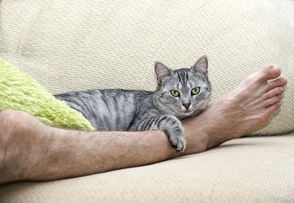 猫が飼い主の足の間で眠る3つの意味