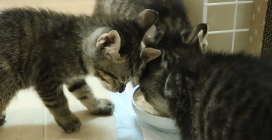 子猫達の離乳食がスタート！個性に合わせた手作りごはん