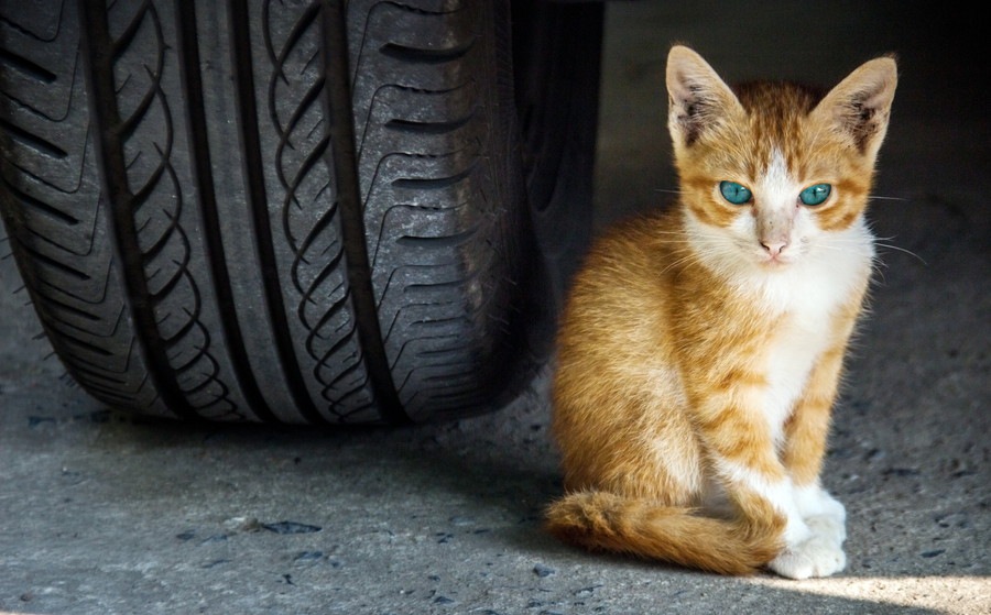 自由に外に出れる猫は幸せだと思いますか？