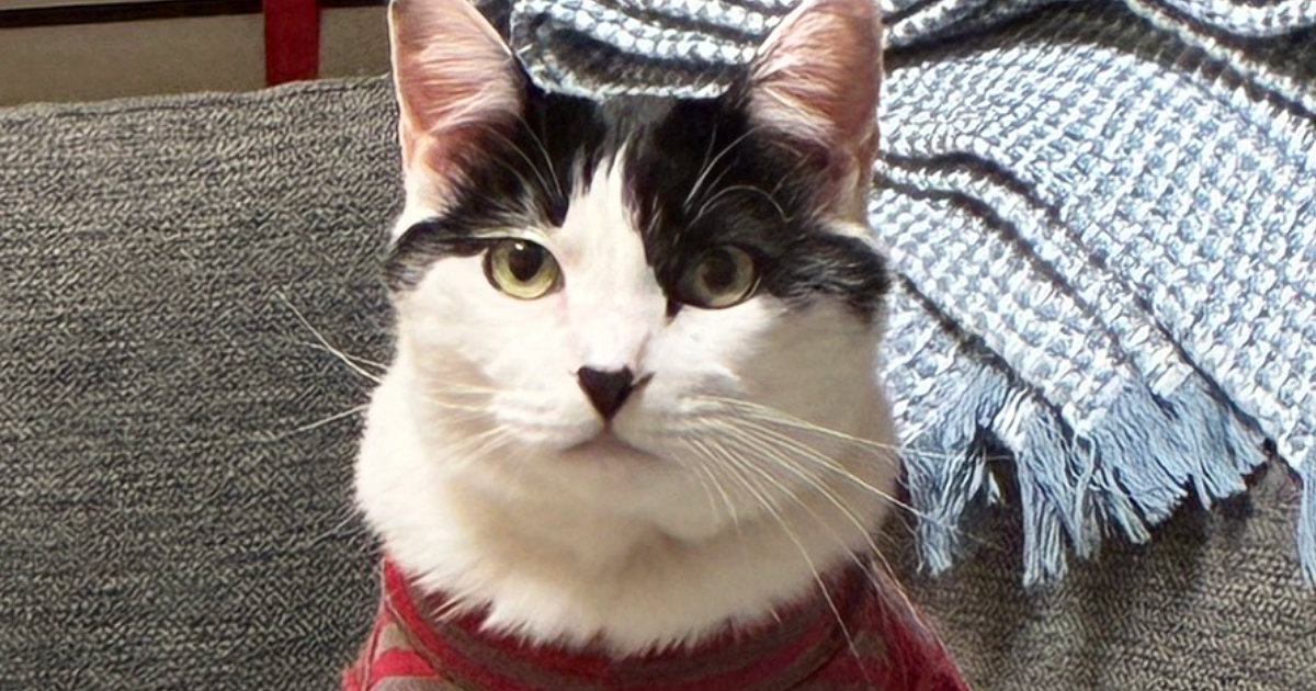 お腹の舐めすぎでハゲてしまった猫→服を着せた結果…予想もしていなかった『衝撃の光景』に11万いいね「誇張じゃなかったｗ」「勇ましくて草」