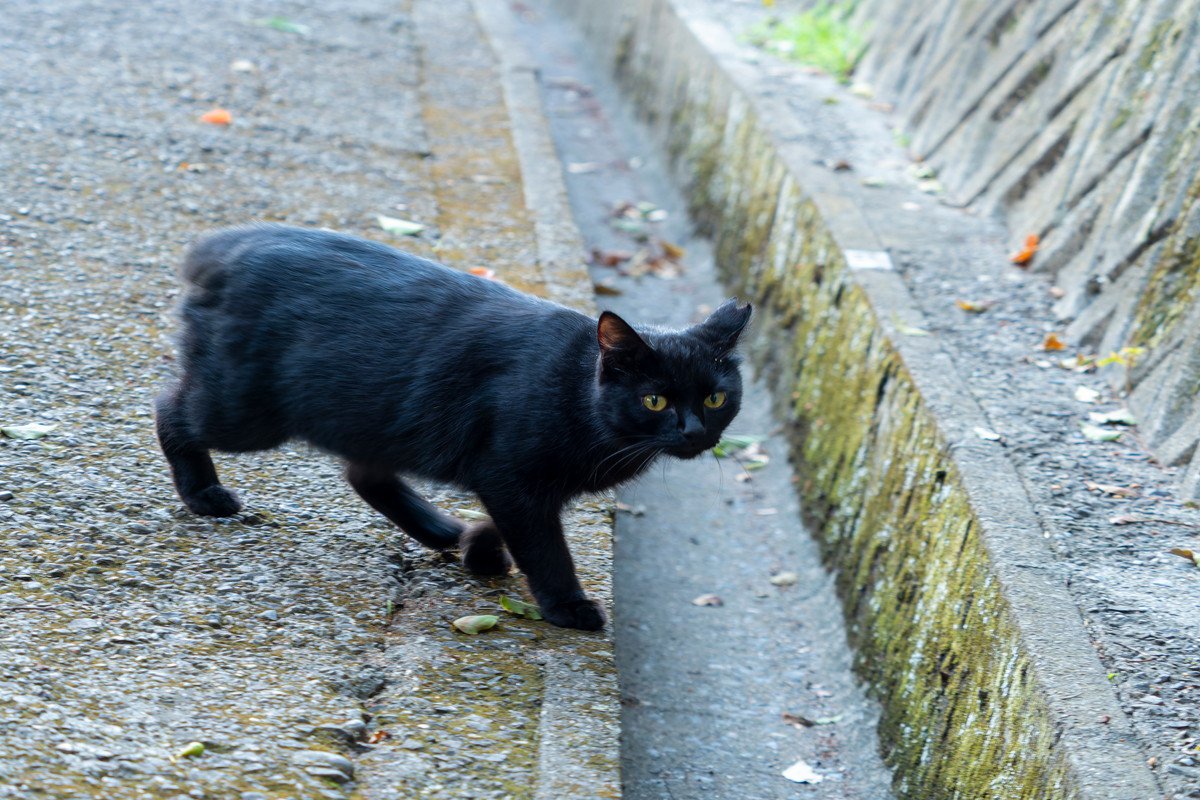 『不幸な思いをする猫』を減らすにはどうしたらいい？猫たちの命を救うためにできること5つ