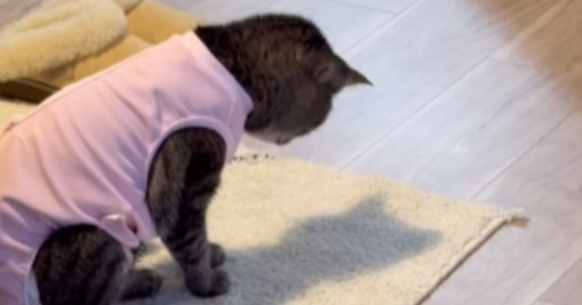 猫が足元にある『自分の影』に気が付いた結果…たまらなく可愛いリアクションが85万再生「後ろから抱きしめたい」「完全に赤ちゃん」と悶絶の声