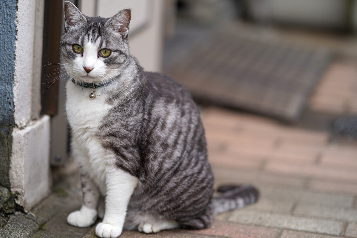 猫を『家の外』に出さないほうがいい理由４つ　起こりうるトラブルや出たがるときの対処法まで