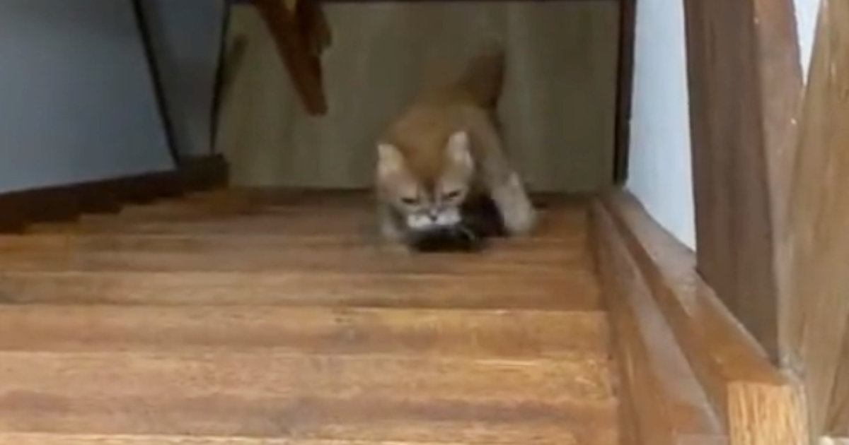 『のぼり方のクセが強すぎる猫』…まるでバタフライのような『まさかの動き』が500万表示「何回も見てしまったｗ」「おもろすぎる」と爆笑