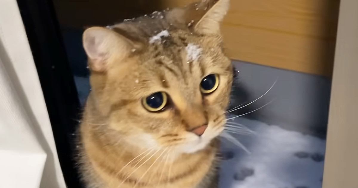 大雪に大興奮する猫→ベランダに出てみると…楽しそうな様子に癒されると10万再生「子どもみたいで可愛いｗ」「猫はコタツで丸くなるんじゃｗ」