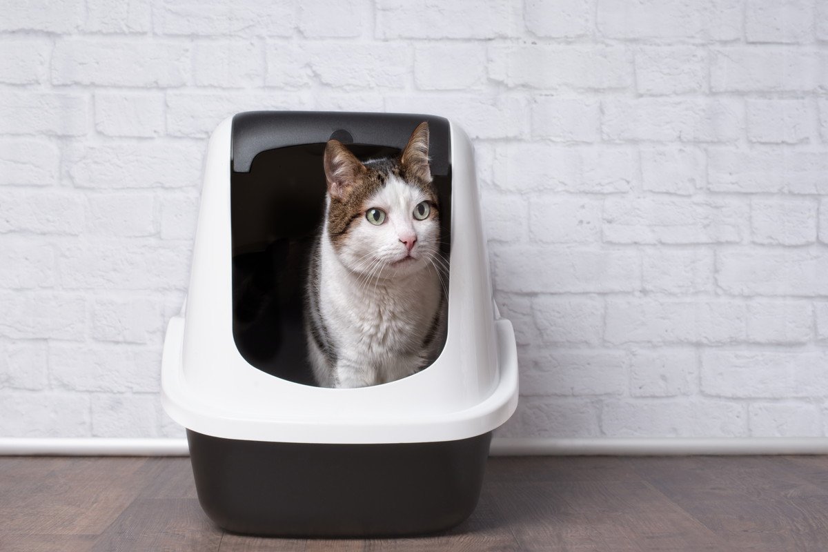 猫の『トイレトレーニング』は難しくないって本当？トイレのうまい教え方5つのコツ