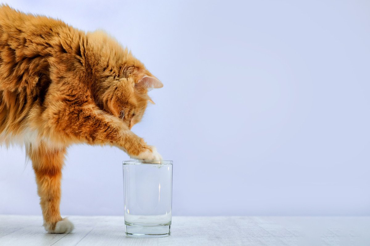 猫が『手で水を飲んでいる』ときの理由4つ　実は本能や習性が関係している？