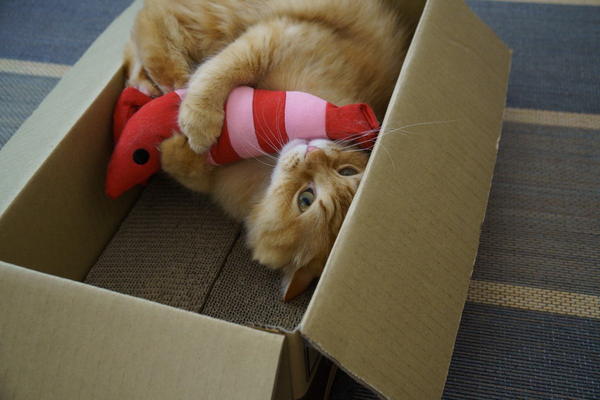 けりけりー！猫が『けりぐるみ』に夢中になる3つの理由　選ぶ際のポイントもご紹介