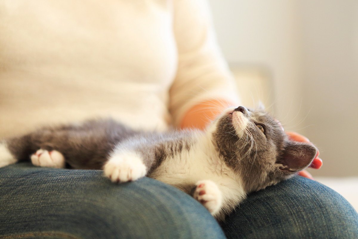 猫が『膝に乗りたがる』ときの心理3選 特別な人にしかしないの?愛猫が伝えたい気持ちとは