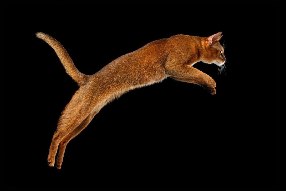 猫の脅威の『ジャンプ力』にまつわる5つのトリビア！必ず足で着地できるって本当？最大どのくらい飛べる？
